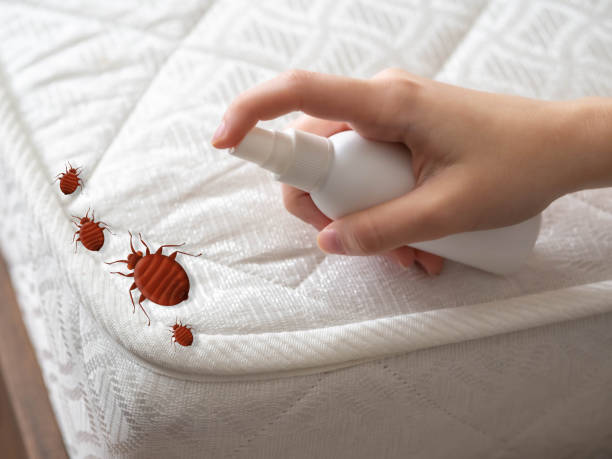 Best Flea Control Services  in Summersville, WV