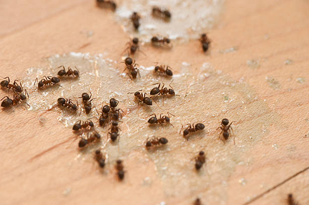 Trusted Summersville, WV Pest Control Experts