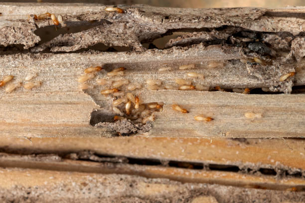 Best Ant Control Services  in Summersville, WV