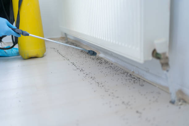 Best Ant Control Services  in Summersville, WV