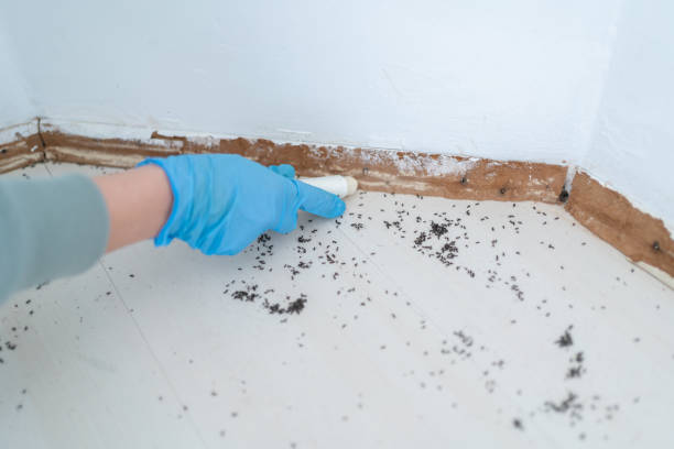 Best Mosquito Control Services  in Summersville, WV